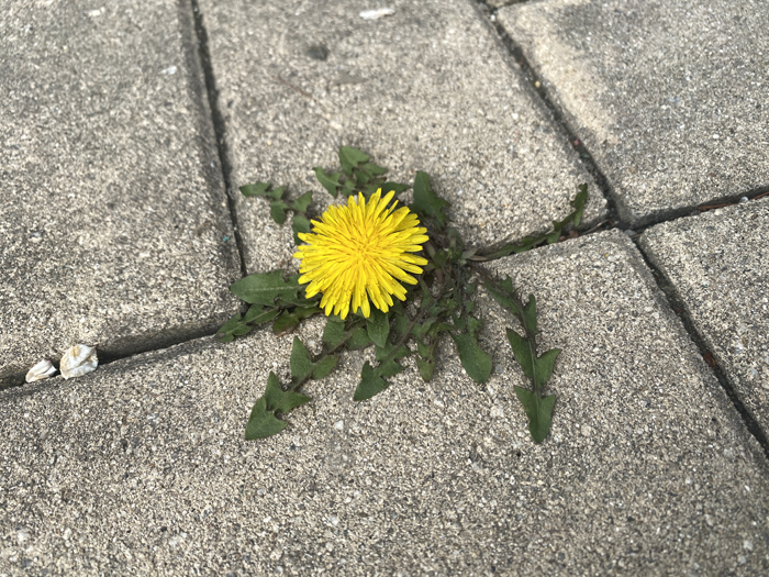 민들레꽃