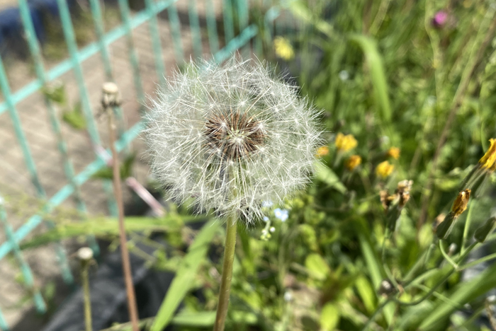 민들레홀씨