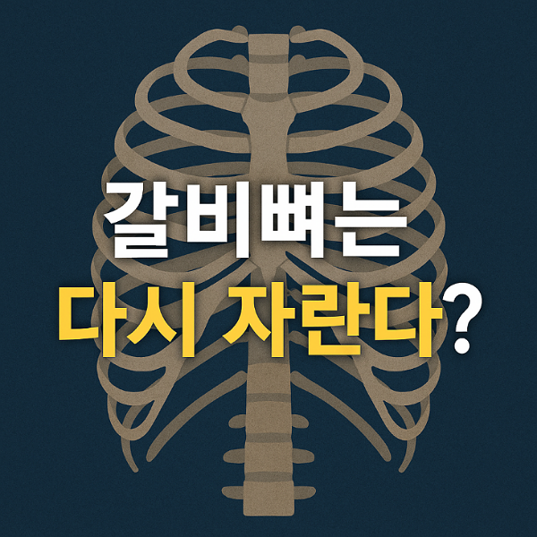 갈비뼈는