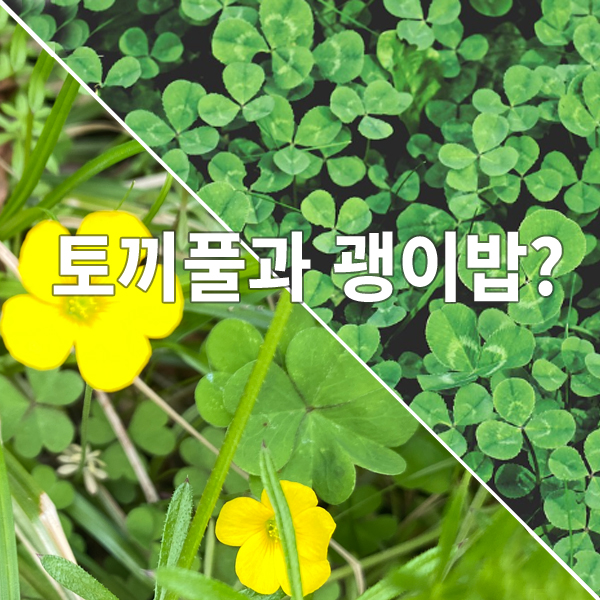 토끼풀
